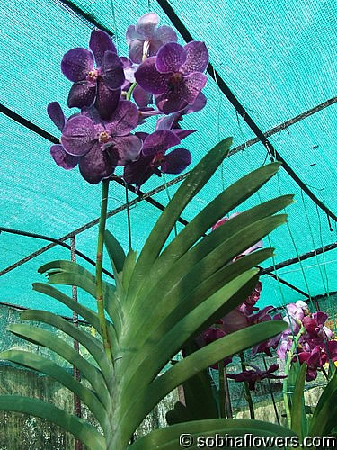 vanda pure's wax blue